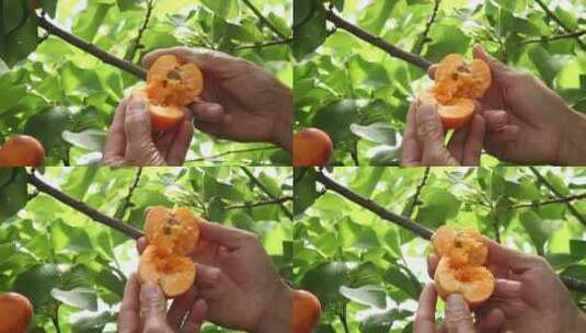 黄杏产地高清在线视频素材下载