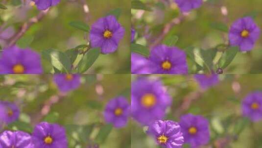 紫花随风飘动高清在线视频素材下载