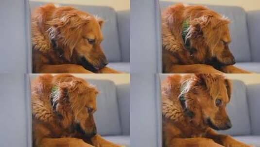 沙发上舔自己的狗高清在线视频素材下载