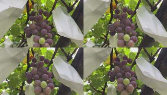 成熟的葡萄高清在线视频素材下载