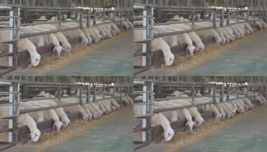 羊肉养殖加工素材高清在线视频素材下载