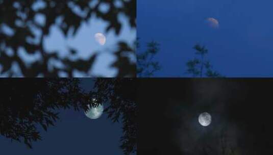 深夜皎洁的月光在树林树梢间高清在线视频素材下载