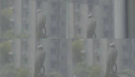 城市里的鸟类 小动物 阳台上的鸟 白头鹎高清在线视频素材下载