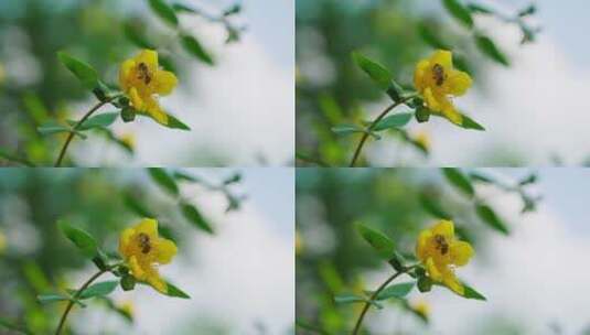 采蜜授粉的蜜蜂小黄花上特写慢镜头高清在线视频素材下载