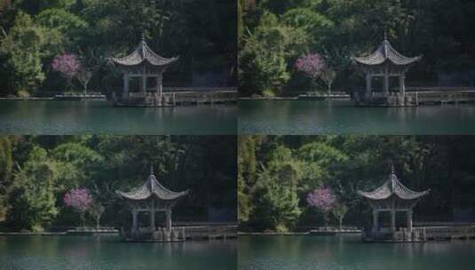 湖中的凉亭和桃花高清在线视频素材下载