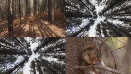 秋季森林景色草木大树松鼠高清在线视频素材下载