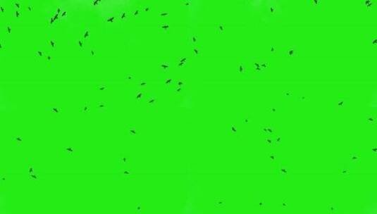 鸟儿在绿幕背景上飞翔高清在线视频素材下载