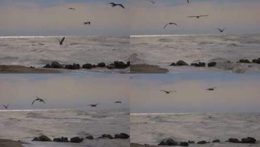 海鸥在海面上飞行高清在线视频素材下载