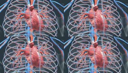 医学人体器官心脏跳动动画高清在线视频素材下载