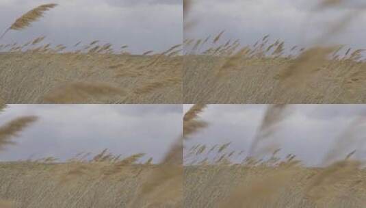 风吹动的芦苇高清在线视频素材下载