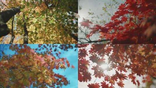 秋天枫叶高清在线视频素材下载