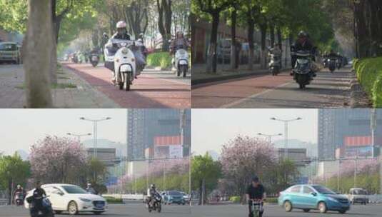 柳州学院路紫荆花开满大街电动车高清在线视频素材下载