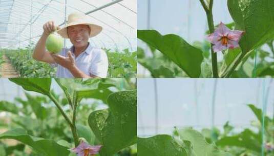 茄子种植高清在线视频素材下载