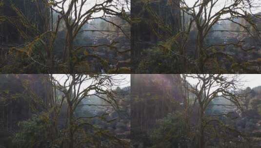山涧树、自然氧吧、纯净自然 (1)高清在线视频素材下载