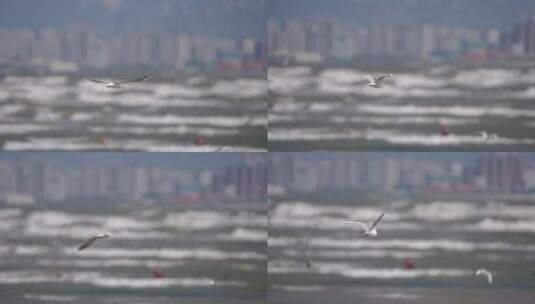秦皇岛海鸥 海鸟高清在线视频素材下载