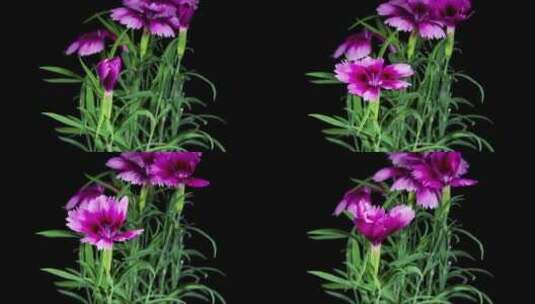 康乃馨花朵盛开的延时摄影高清在线视频素材下载