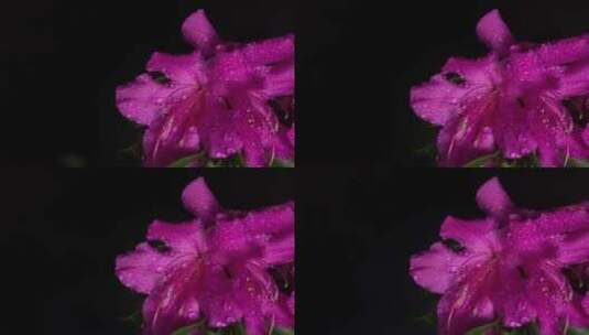 黑色背景下的粉红色花瓣高清在线视频素材下载