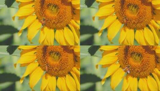 向日葵花粉和蜜蜂高清在线视频素材下载