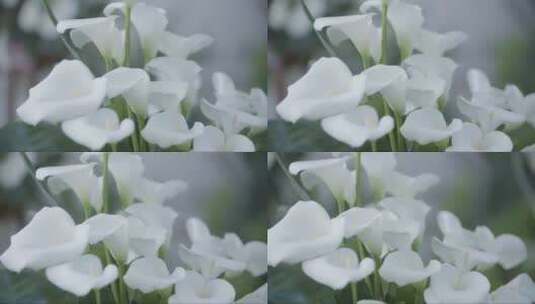 一束白色马蹄莲的特写高清在线视频素材下载