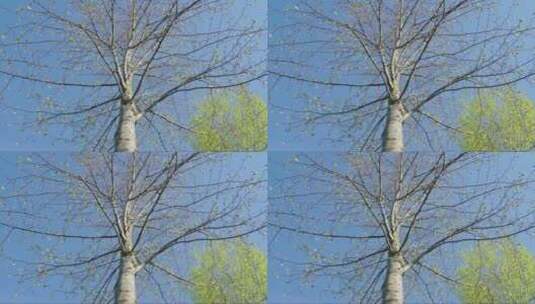 春天时公园里的无叶树高清在线视频素材下载