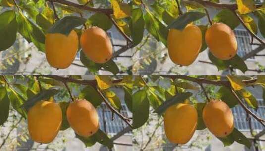 树上的柿子高清在线视频素材下载