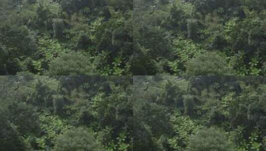 高清航拍四川乐山桫椤大峡谷森林自然风光高清在线视频素材下载