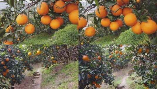橙子产地素材高清在线视频素材下载