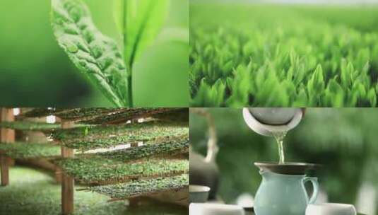 茶叶嫩芽茶园采茶绿茶高清在线视频素材下载