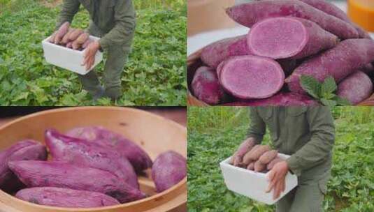 紫薯合集高清在线视频素材下载