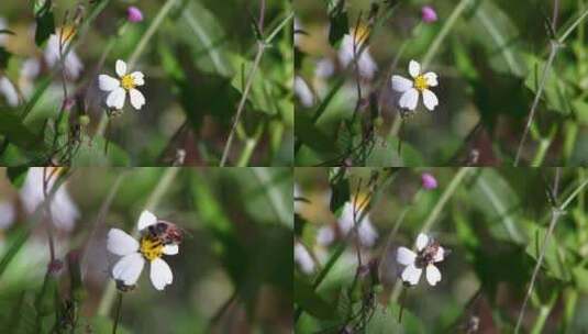 采花粉的蜜蜂采蜜花朵飞行高清在线视频素材下载