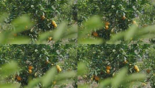 树上成熟的橘子高清在线视频素材下载