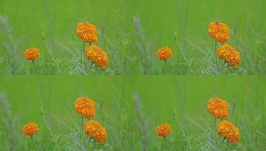 夏天绿色稻田里的万寿菊高清在线视频素材下载