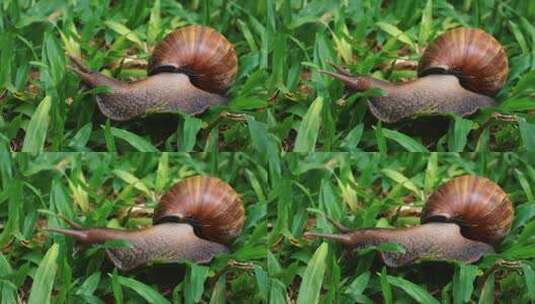 蕨类叶子上的蜗牛治愈可爱动物高清在线视频素材下载