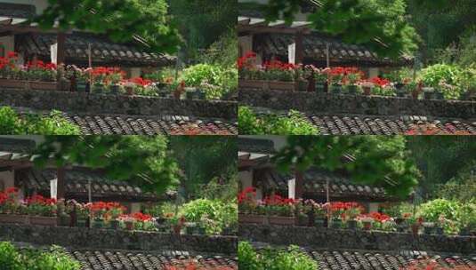 晴天古建筑围墙上的花盆 树叶随风飘动高清在线视频素材下载