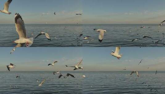 海鸥慢动作飞行湛蓝大海高清在线视频素材下载