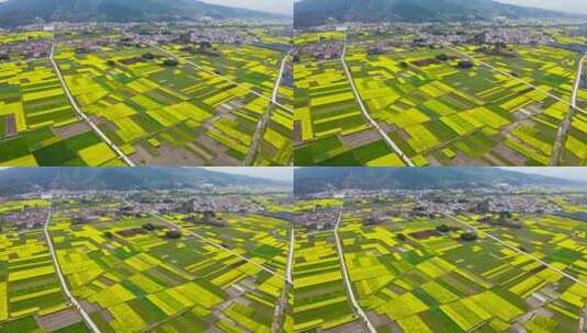 乡村油菜花 油菜花花海高清在线视频素材下载