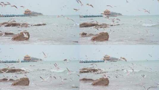 山东青岛栈桥景区大海和天空中飞翔的海鸥高清在线视频素材下载