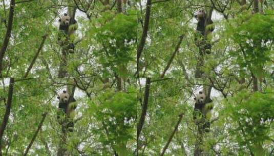 春天树林里爬树的大熊猫抱着树干玩耍高清在线视频素材下载