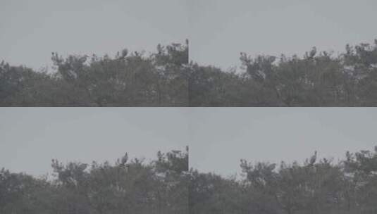 苍鹭在松树上筑巢LOG高清在线视频素材下载