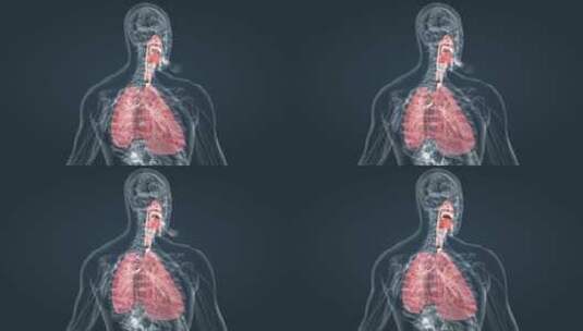 肺 深呼吸 呼吸 吸气 呼气 三维动画高清在线视频素材下载