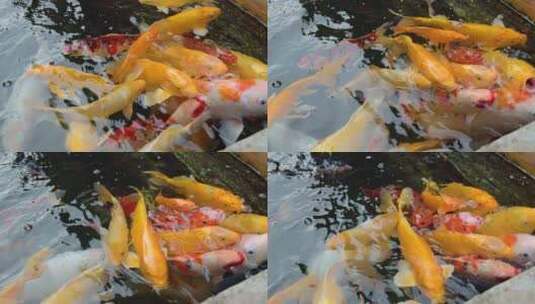 游客喂食水池里的锦鲤8k实拍素材高清在线视频素材下载
