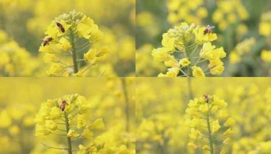 油菜花丛中蜜蜂采蜜升格慢镜特写空镜合集高清在线视频素材下载