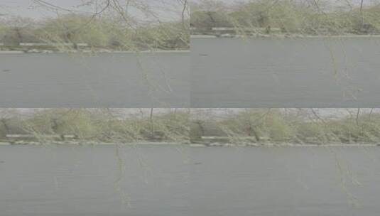 玉渊潭的柳条-随风飘动4k50帧高清在线视频素材下载