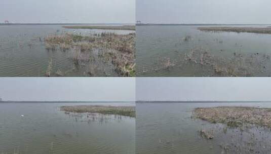 江边鸟白鹭水鸟高清在线视频素材下载