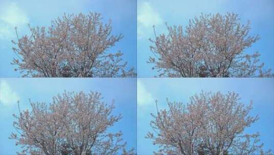 重庆云龟山樱花实拍高清在线视频素材下载