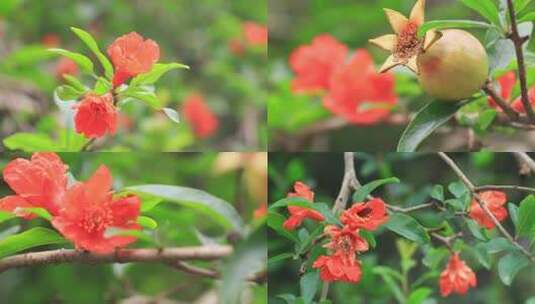 蜜蜂采蜜红石榴花石榴树红色花朵高清在线视频素材下载
