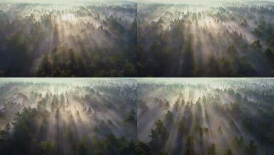 日出时飞越雾蒙蒙的松林！高清在线视频素材下载
