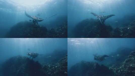 海底拍摄蝠鲼魔鬼鱼Manta高清在线视频素材下载