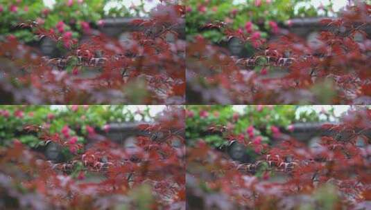 雨天 树木 风景 悠然 院子 造景高清在线视频素材下载