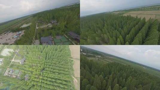 穿越机航拍宝应国家湿地公园林木森林高清在线视频素材下载